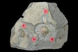 Four Species of Fossil Crinoids - Gilmore City, Iowa #157223-1